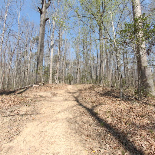 Ground Pine Path  scene image looking forward