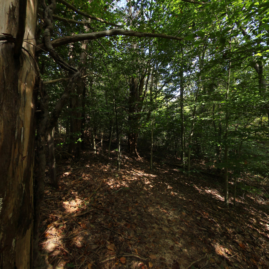 360° panoramic view of Beaver Trail - Charles County Trails
