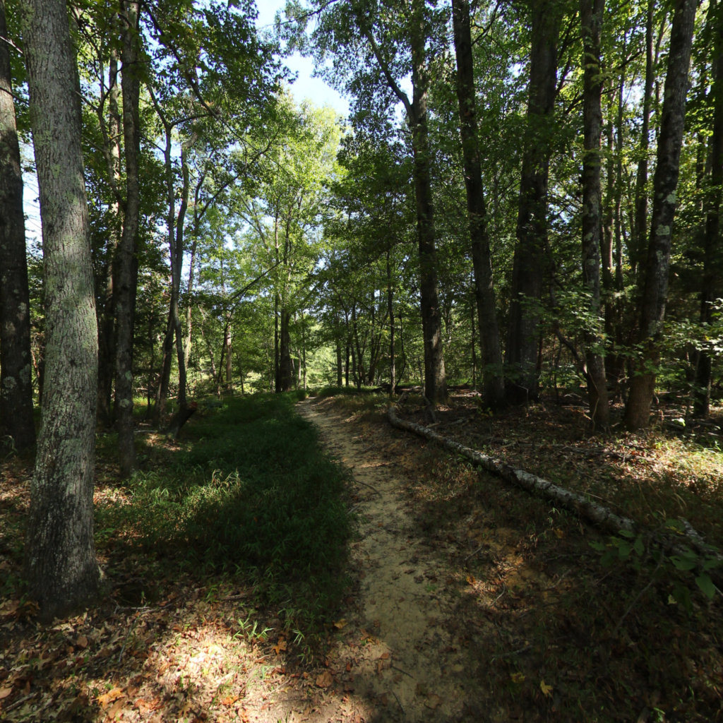 360° panoramic view of Holly Marsh Trail - Widewater State Park Trails