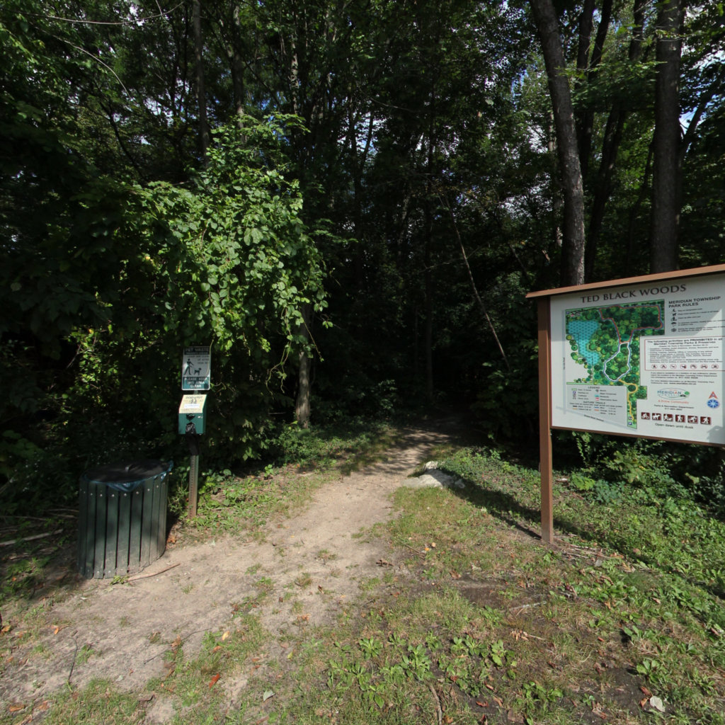 Ted Black Woods scene image looking forward