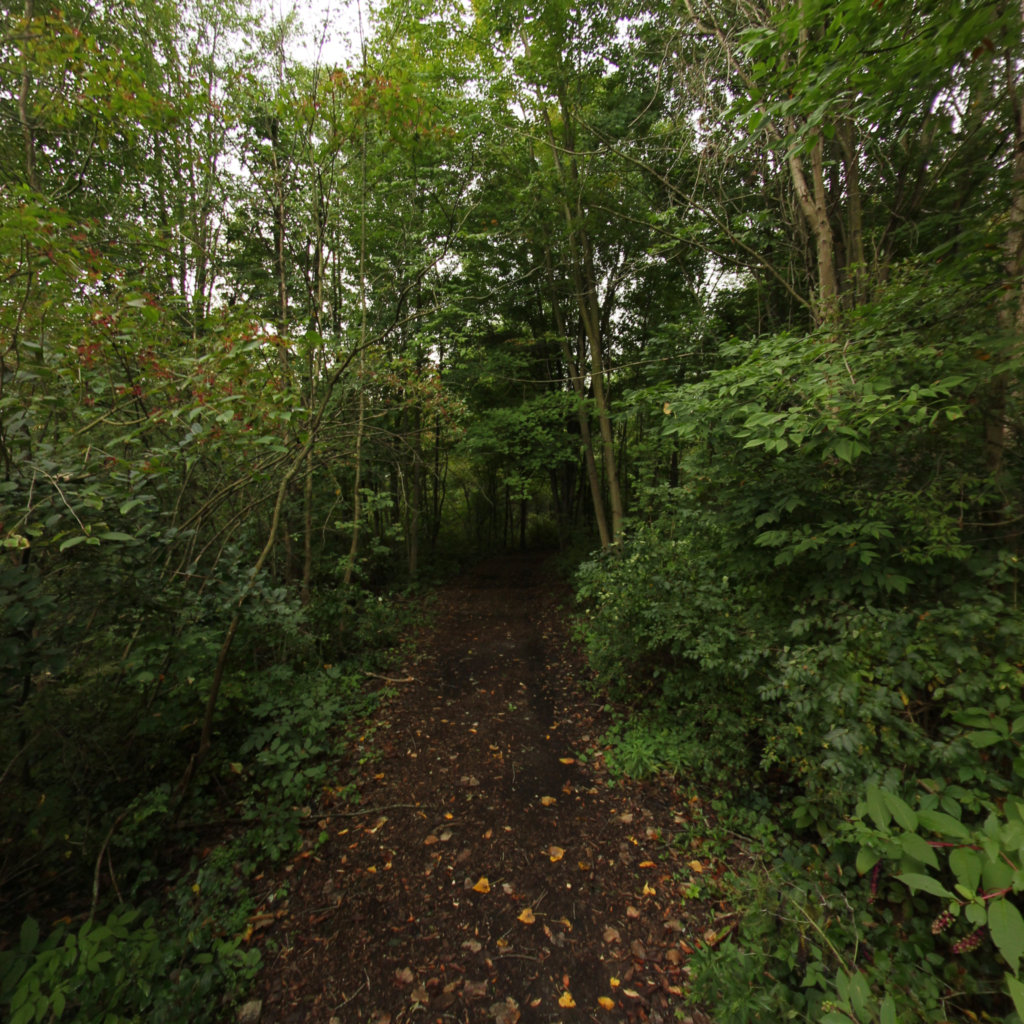 Fitzgerald Park 4 scene image looking forward