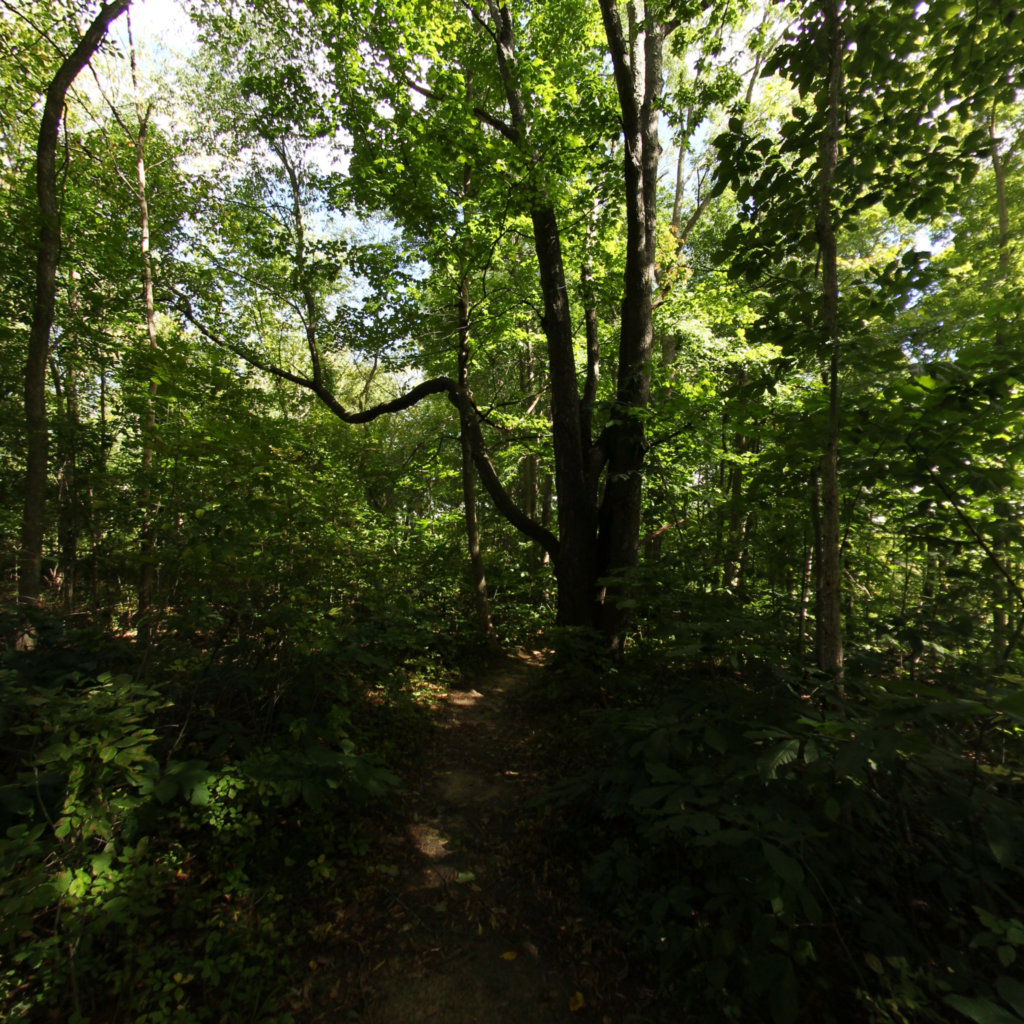 Woldmar Nature Center 4 scene image looking forward