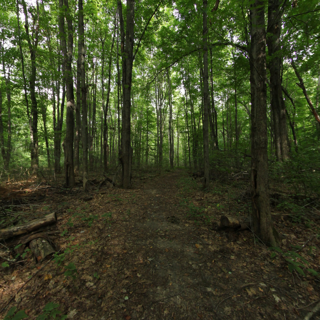 Padgett Natural Area 3