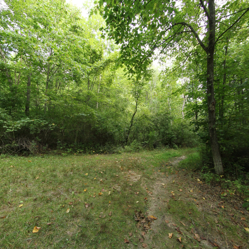 Padgett Natural Area 4