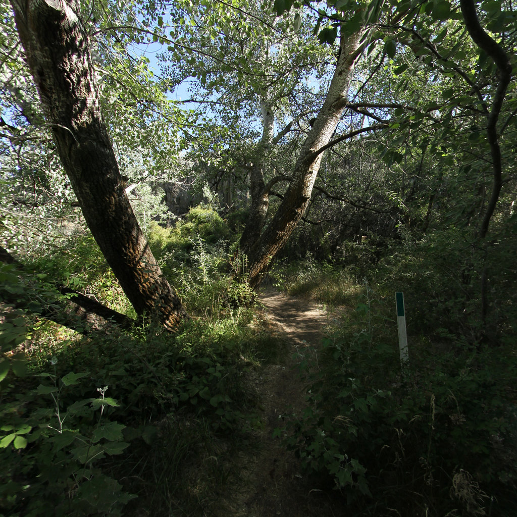 Deep Lake Trail scene image looking forward