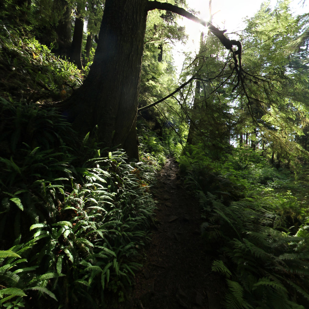 Terrain360 panorama near Near Seaside / salt camp, OR coast