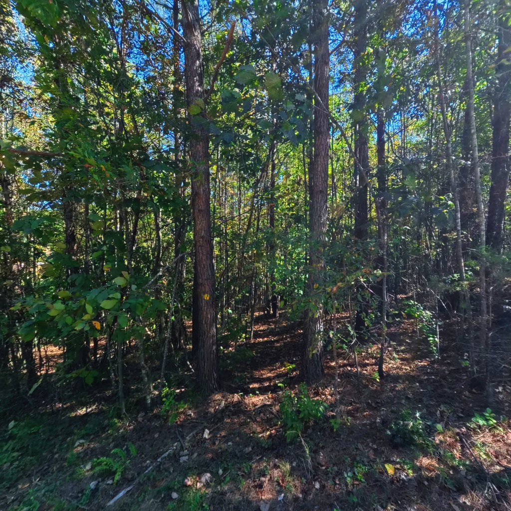 360° panoramic view of Yellow Trail